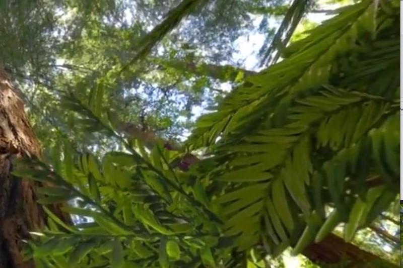 从树叶内旅行以窥探植物细胞